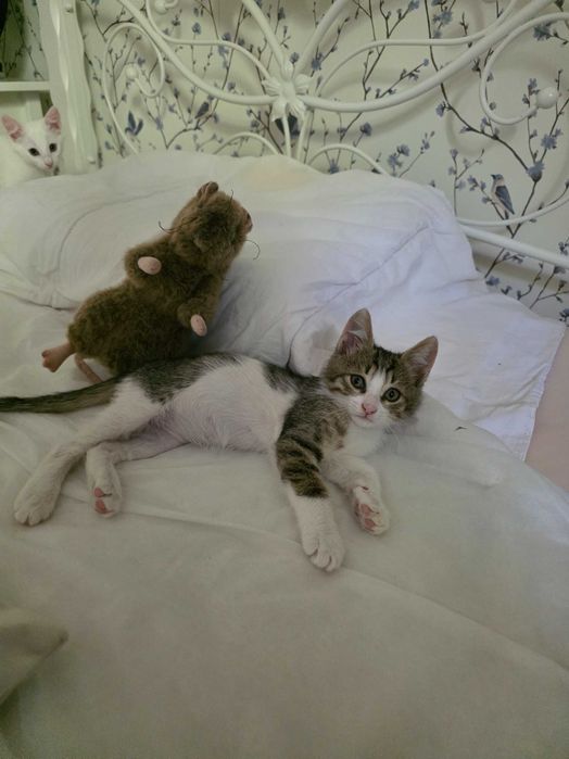 Котенок в добрые руки