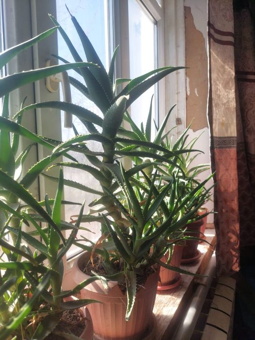 Алоэ комнатные растения