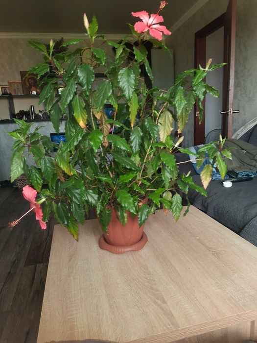 Продам Гибискус, индийский лук.