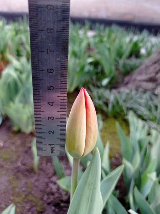 Тюльпаны на срез