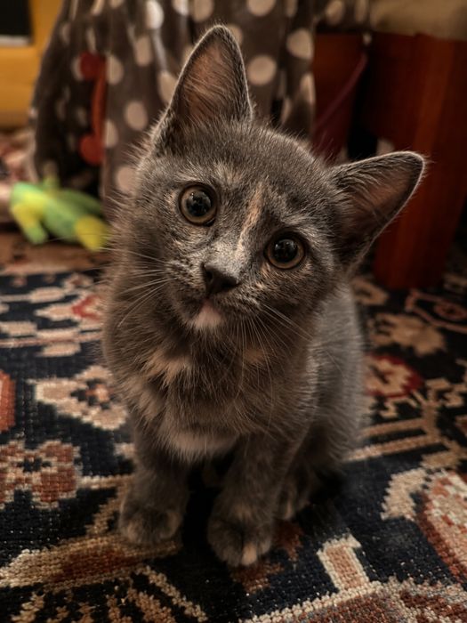 Котенок девочка 1,5-2 месяца