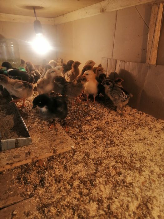 Шожектер сатылады