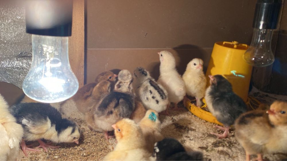 казакы балапандар