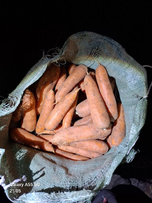 Продам морковь ДОМАШНЯЯ