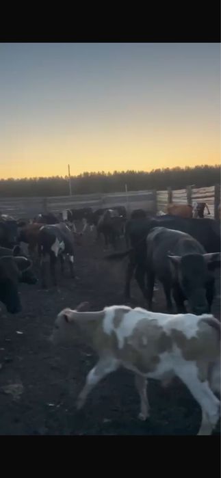 Продам крс любой возраст