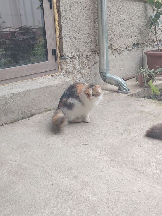 mushuk sotilad ayol erkak homilador