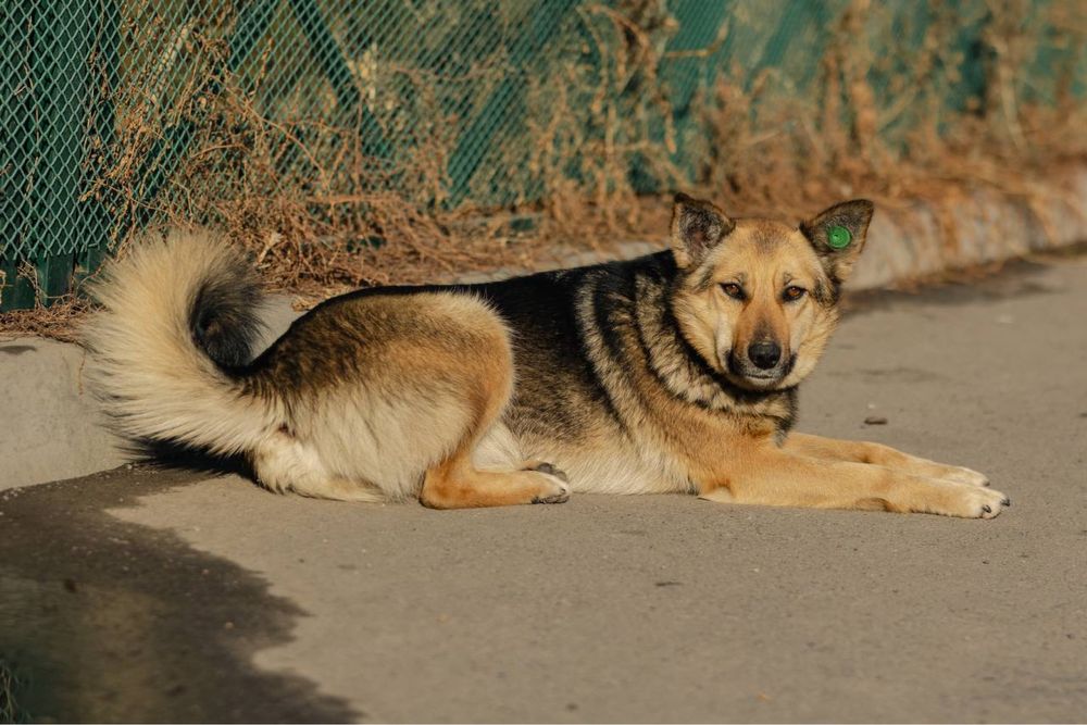 Красивая собака в добрые руки