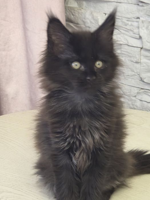 Мейн-  кун котенок