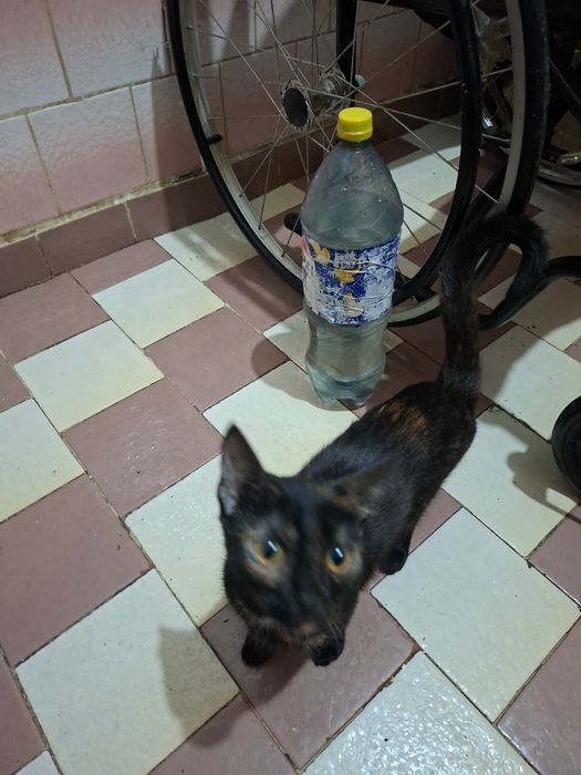 Dau pisicuta in adoptie