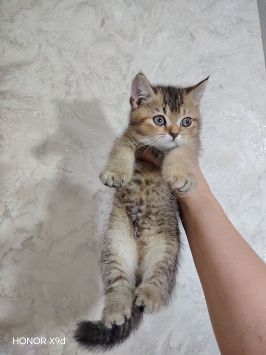 Продаю котят страйтт