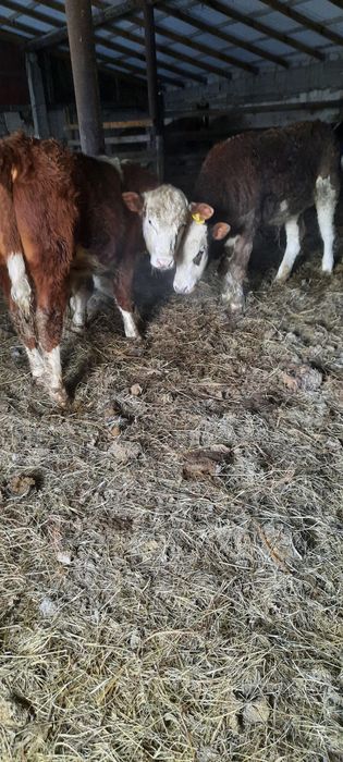 Продам с откорма! Кенжеколь