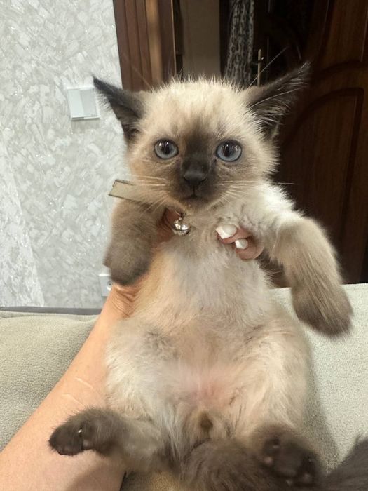 Mushuk zotli surochn sotiladi