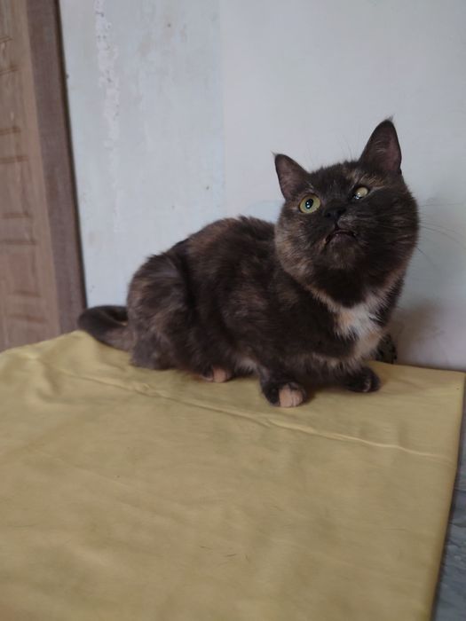 Кассандра готова ехать домой