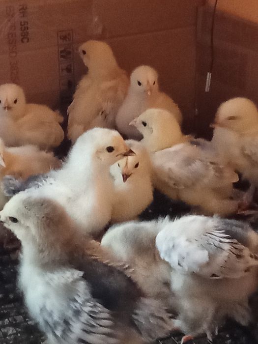 Pui de gaina brahma herminat deschis