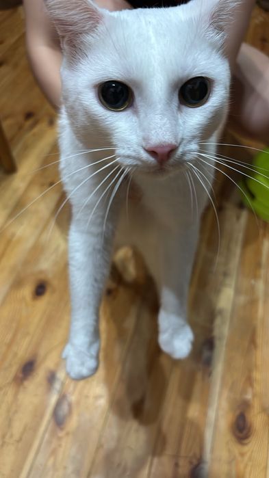 Отдадим котика даром