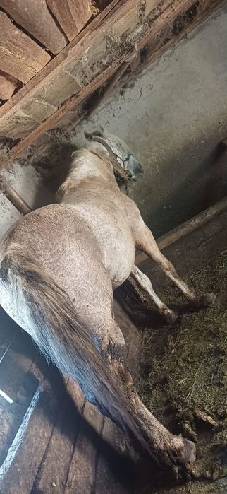 Vand cal sur -12 ani