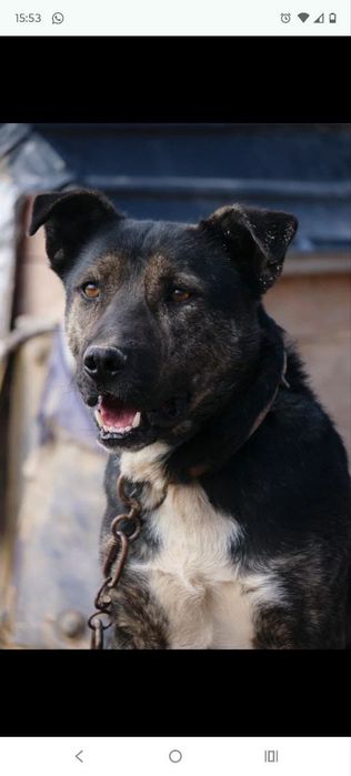 СобАчкИ кОмпаНьеНы сТорожа ОхраНиики