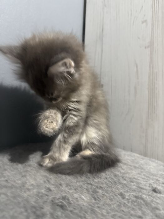котенка в добрые руки