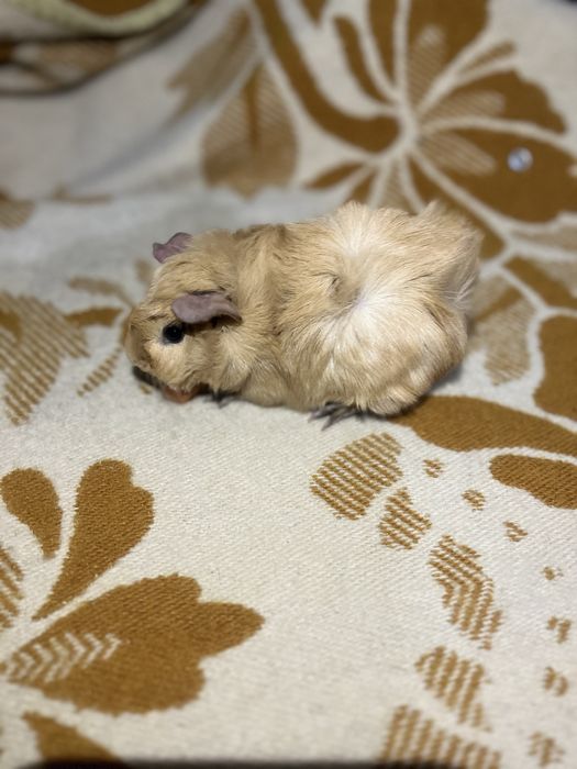 Porcușoare de guinea