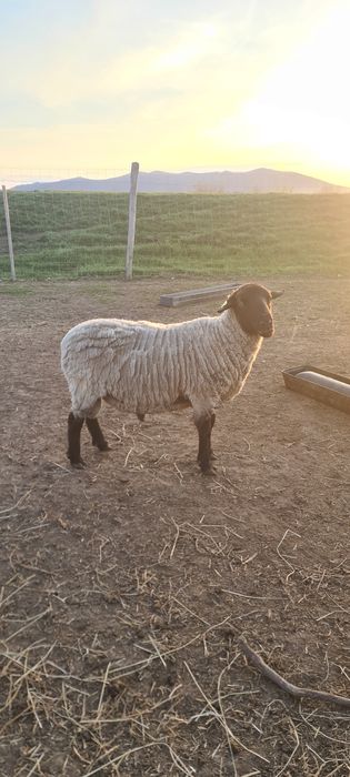 Berbec suffolk de vânzare