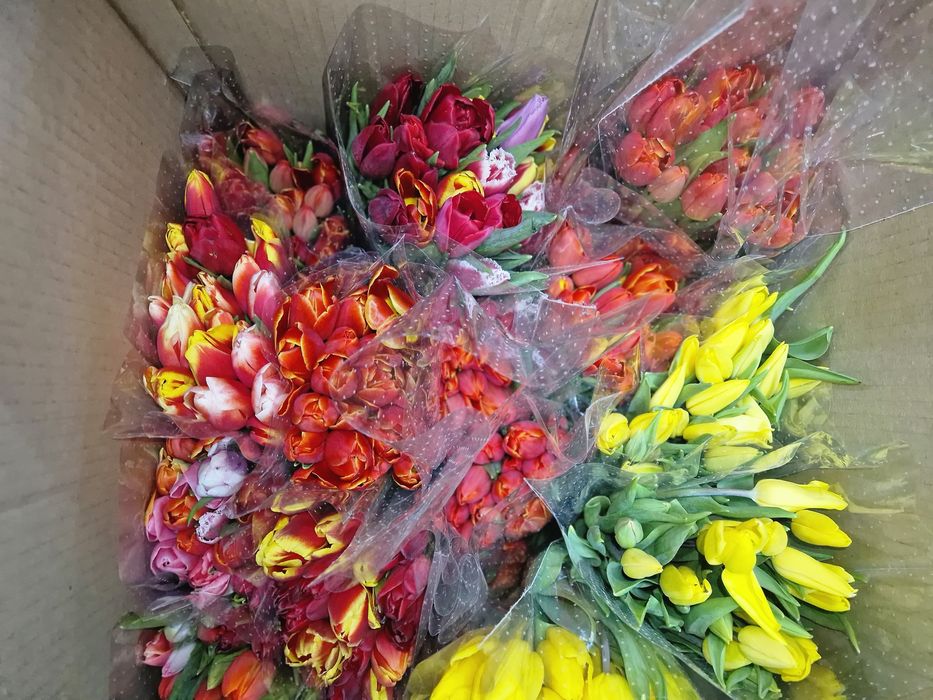 Тюльпаны продаем