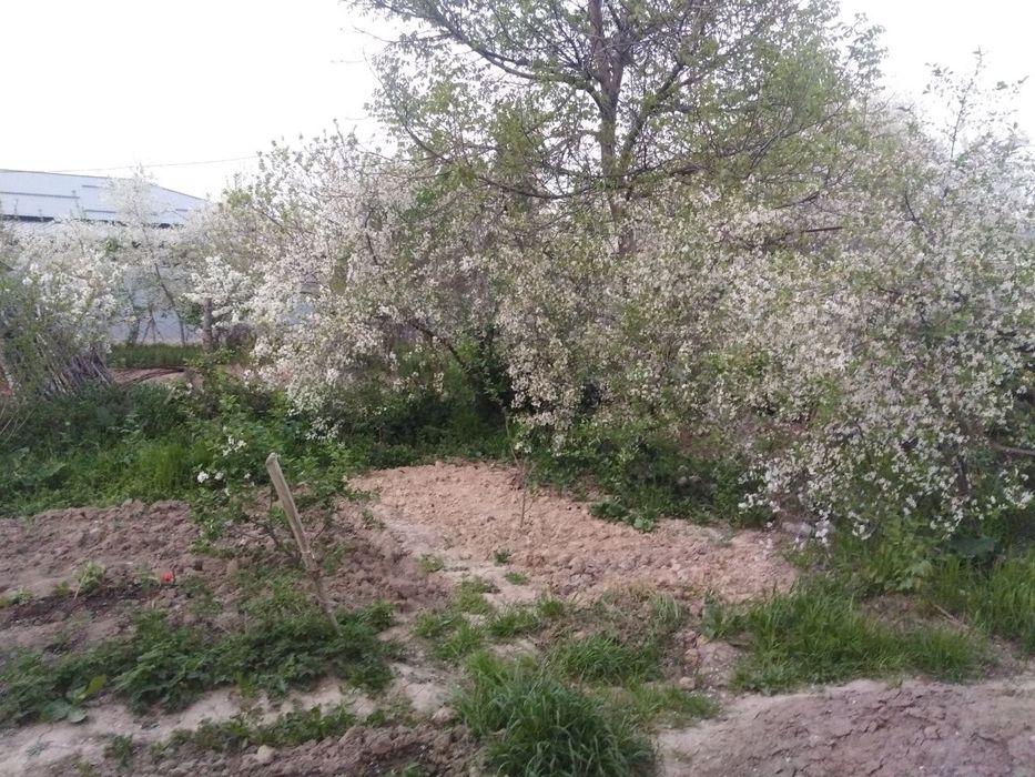 Axil qoʻshnilar va tabiat