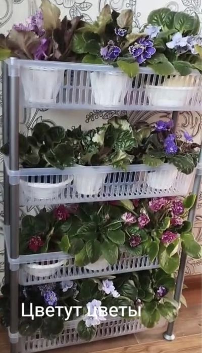 Фиалки сортовые,  молодые 300 тг. Район цемпоселка ……………..