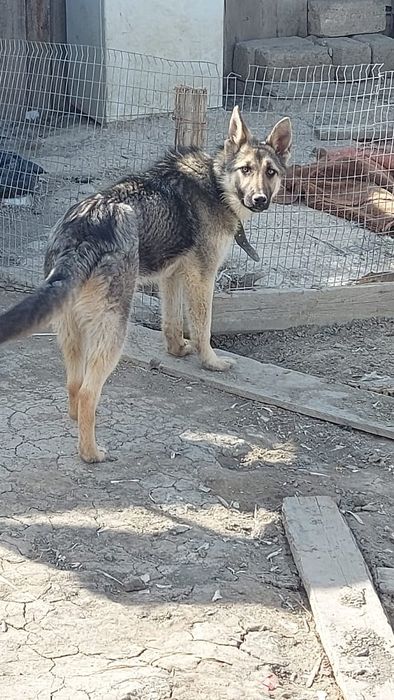 Продаётся овчарка сучка кобель