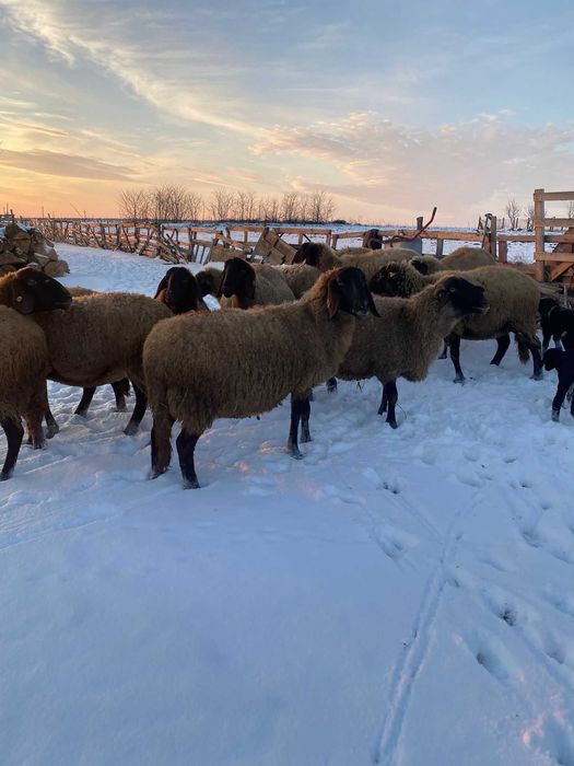 Oi carabase cu cap negru de Teleorman