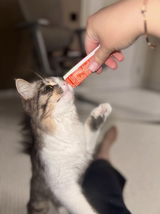 Котенок девочка в добрые руки