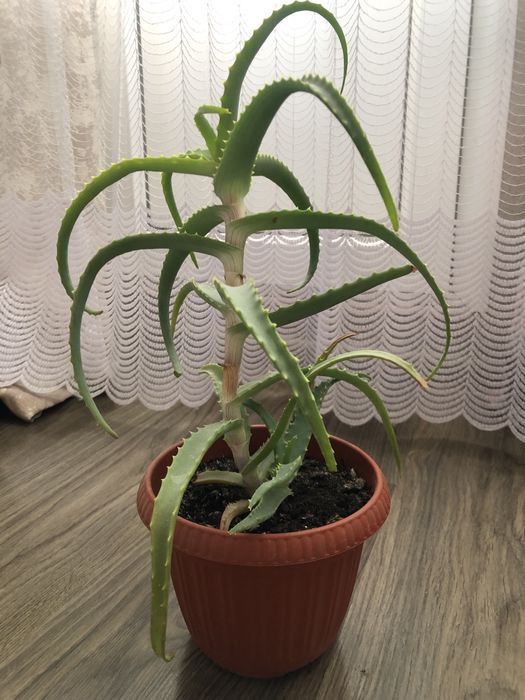 Алоэ разных сортов