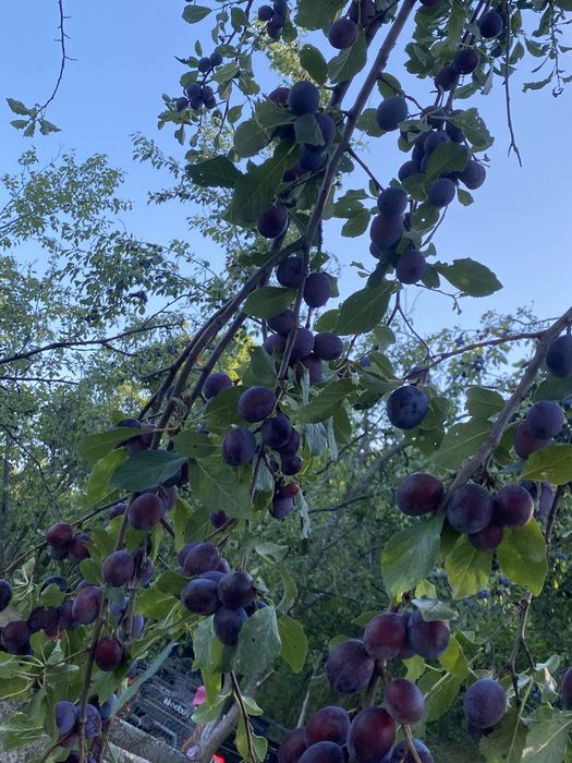 Prune  de vanzare