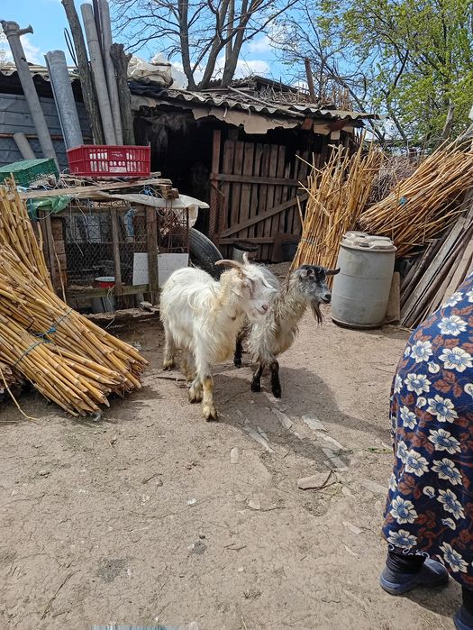 Capre cu iezi rasă Albă de Banat
