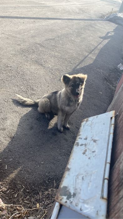 Найдена  собака на шанхае