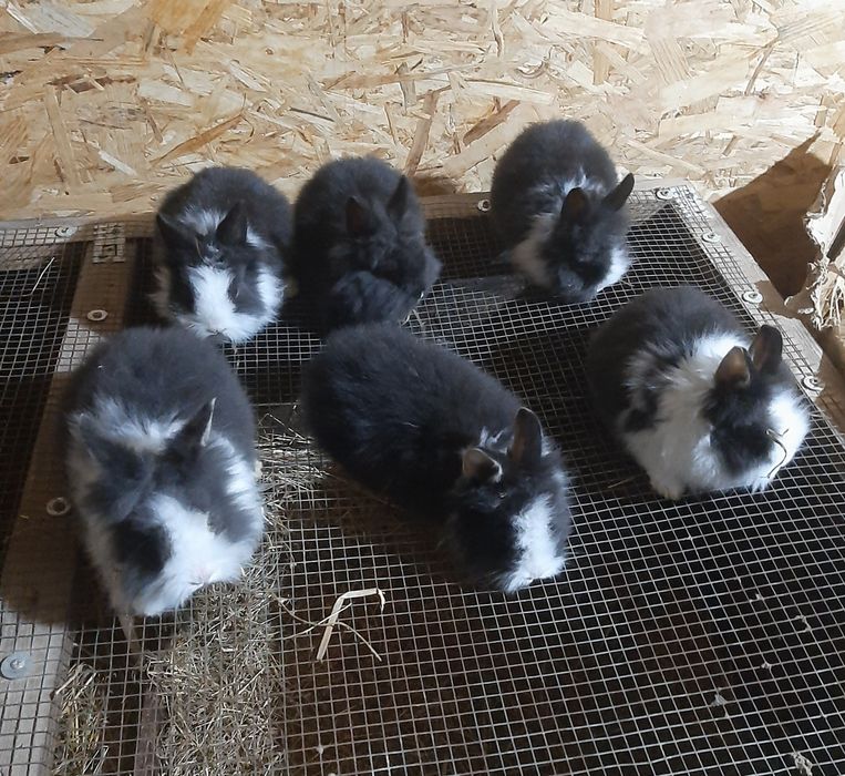 Cap de leu femele gestante și pui