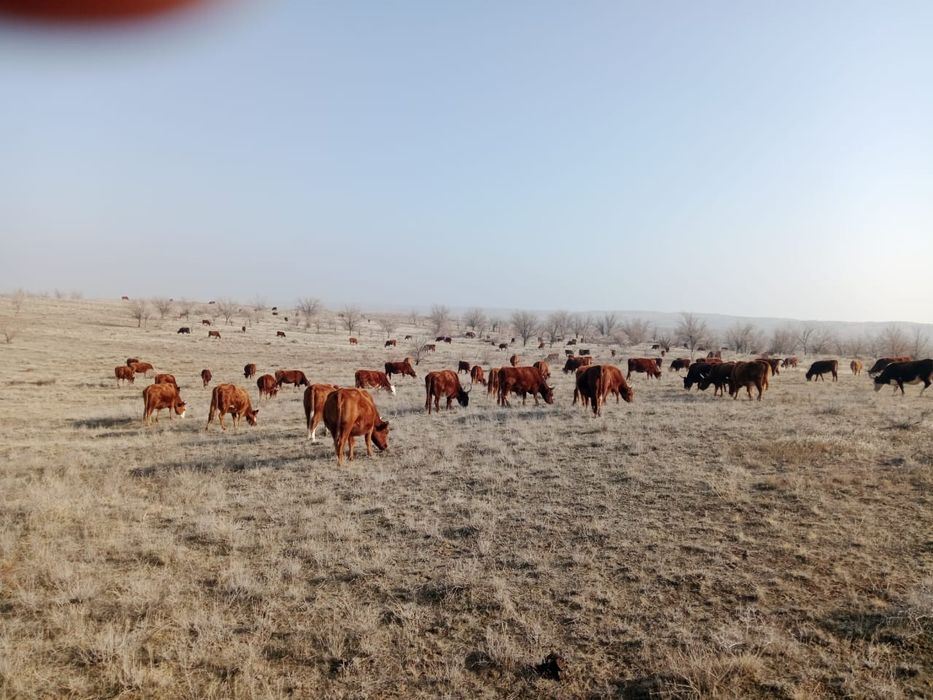 Продажа телок,коров