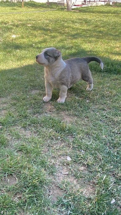 Кушык сатылады.   .