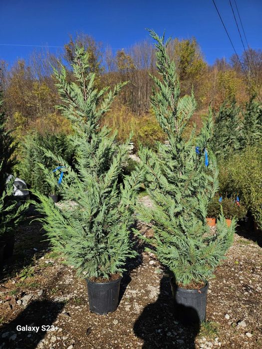 Leylandii Cupresussocyparis