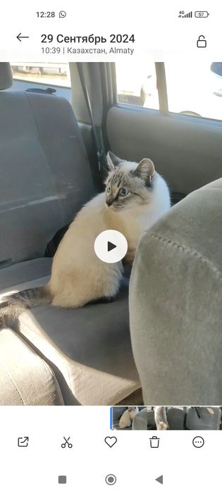 Кот 2,5 месяца , в хорошие руки