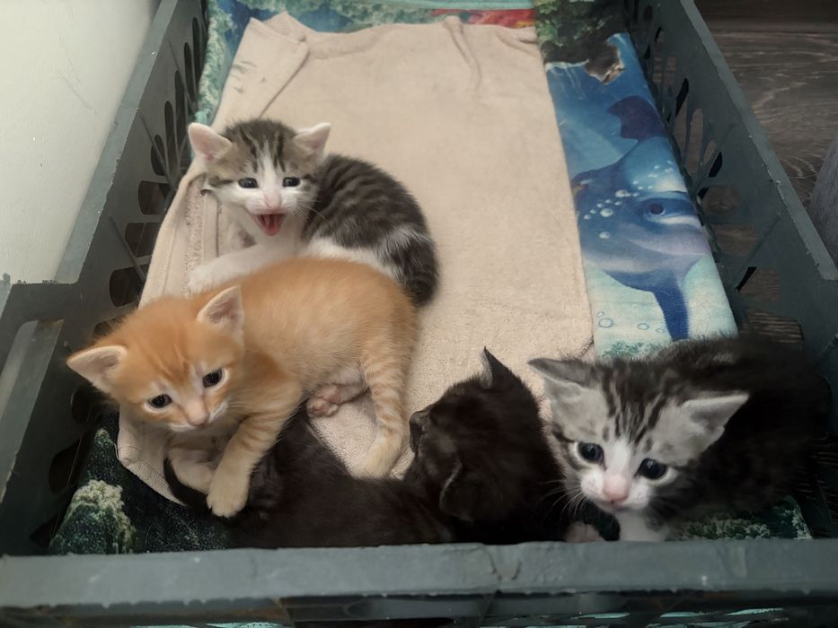 Отдам котят бесплатно