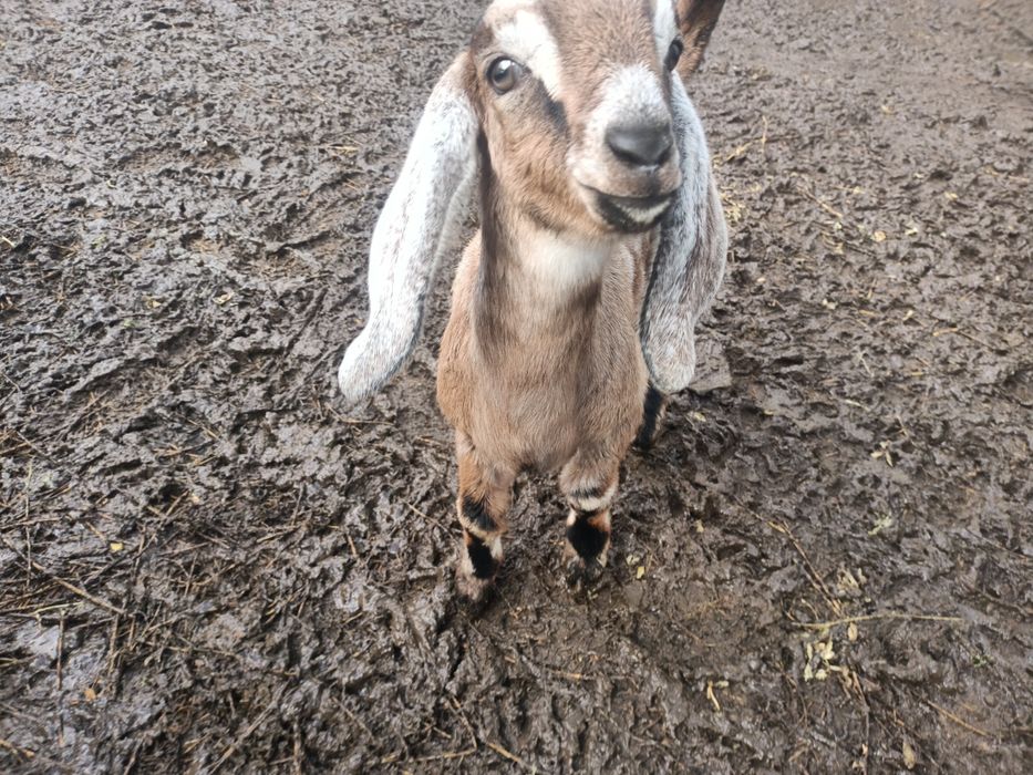 Ied anglonubian de vânzare.