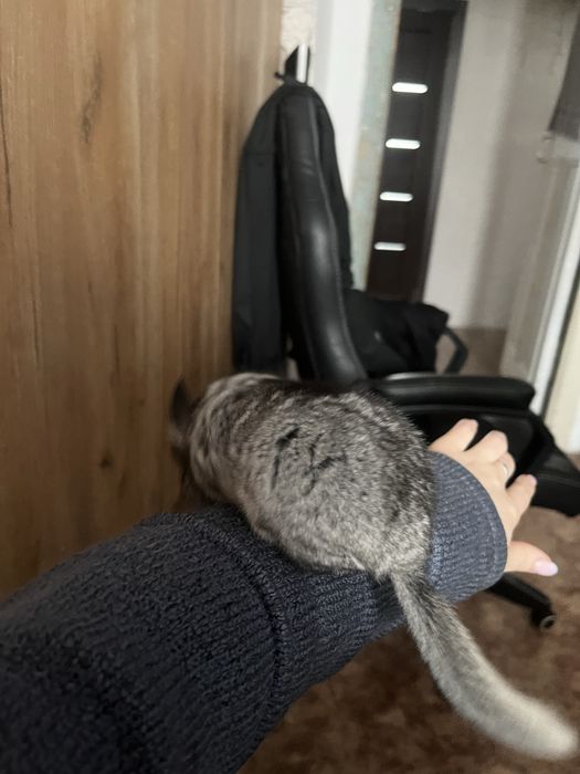 Продам Шиншилу 15.000