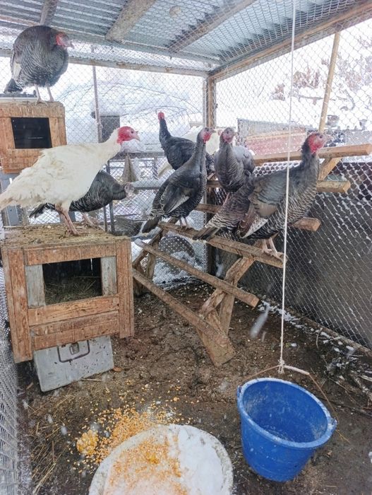 Индюк индюки индюки