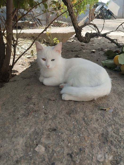 Продаёться котёнок 2 месяца