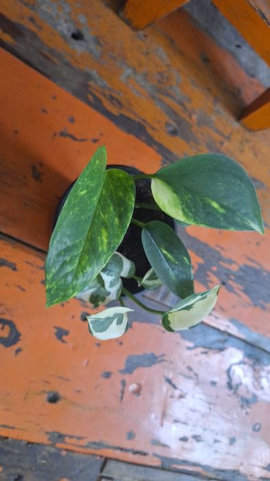 комнатные горшочные цветы