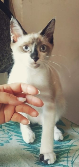 Отдаем котёнка хорошие добрые руки