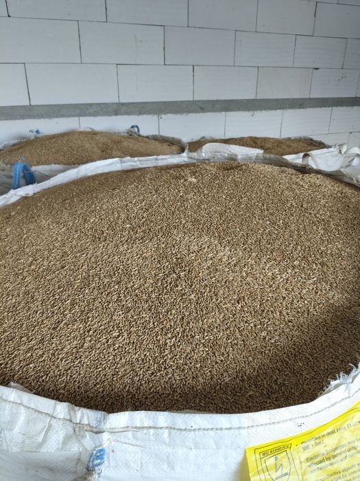 Vând triticale 2026