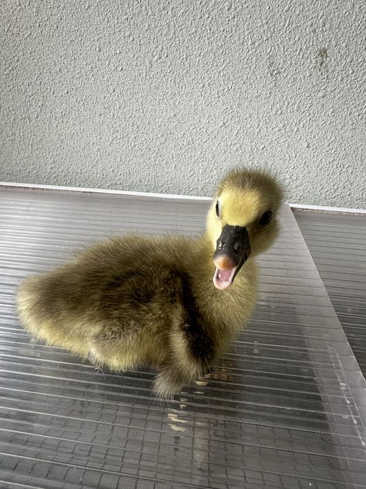 продаются Гусята