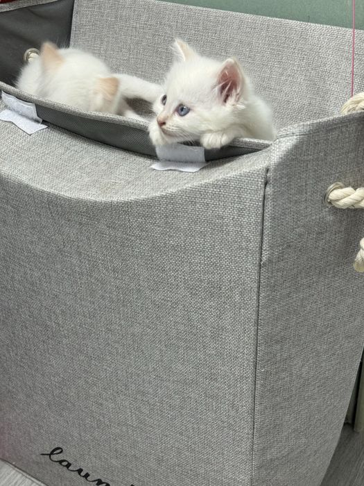 Полуперсидские котята