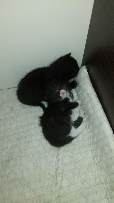 Отдам кошку в добрые руки